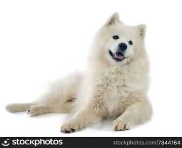 purebred Samoyed in front of white background