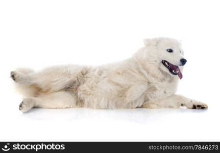 purebred Samoyed in front of white background