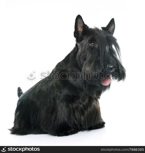 purebred scottish terrier in front of white background