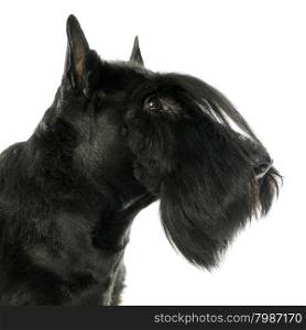 purebred scottish terrier in front of white background