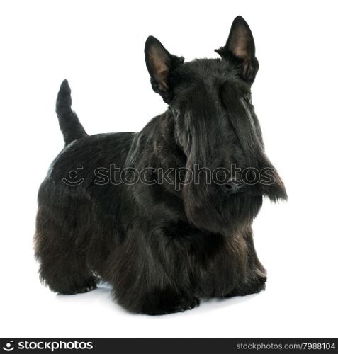 purebred scottish terrier in front of white background