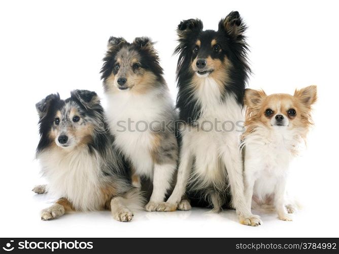 purebred shetland dogs and chihuahua in front of white background
