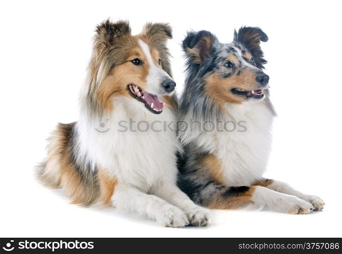 purebred shetland dogs in front of white background
