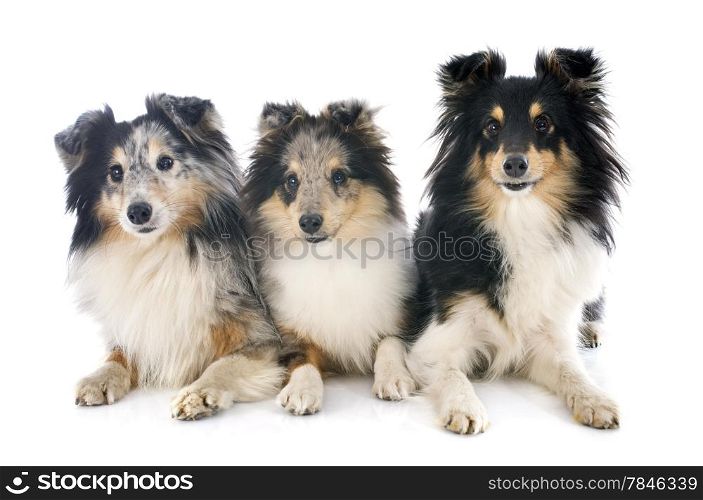 purebred shetland dogs in front of white background