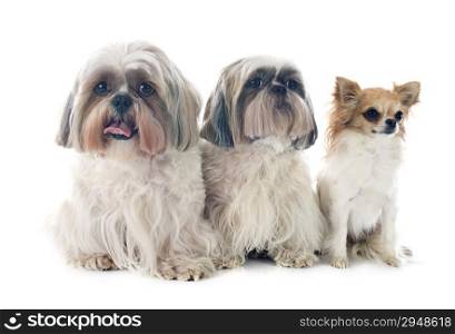 purebred Shih Tzu and chihuahua in front of white background