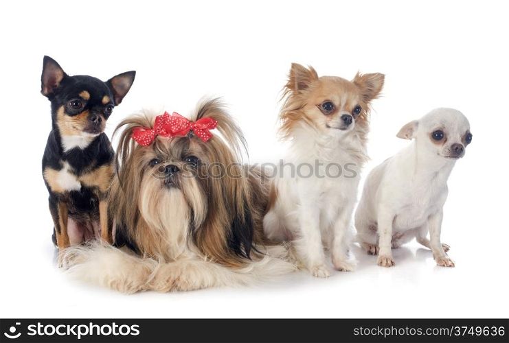 purebred Shih Tzu and chihuahuas in front of white background
