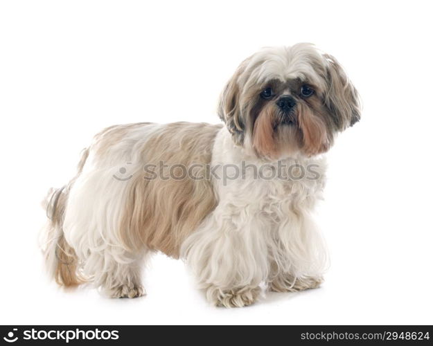 purebred Shih Tzu in front of white background