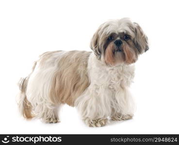 purebred Shih Tzu in front of white background