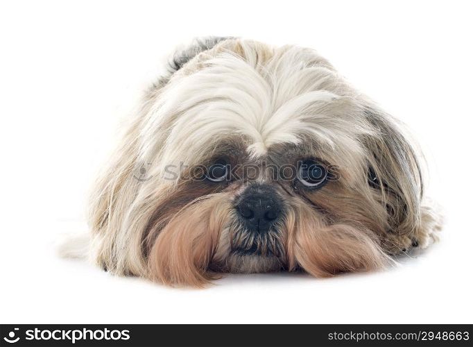 purebred Shih Tzu in front of white background