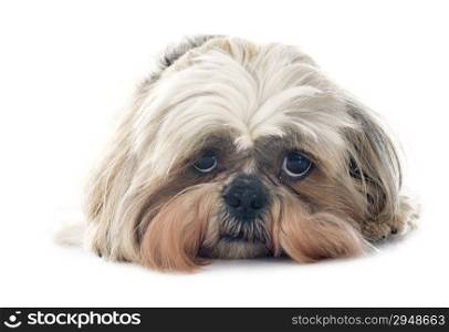 purebred Shih Tzu in front of white background