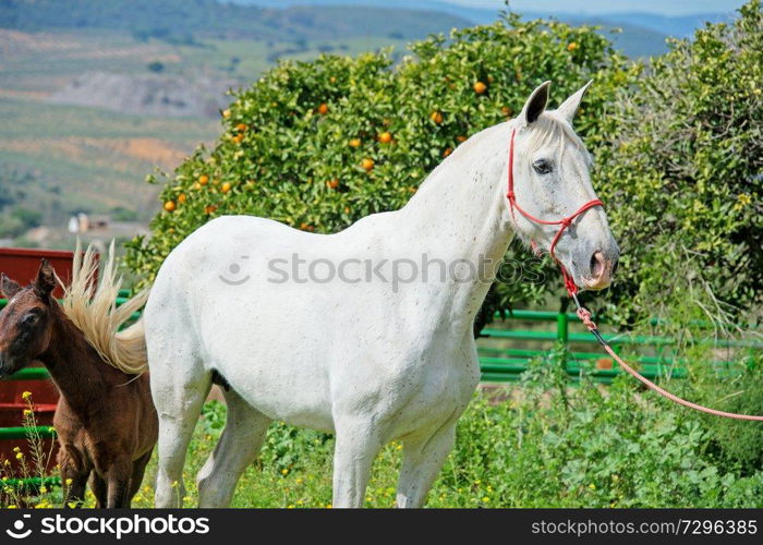 purebred spanish mare with her foal posing against tangerine tree