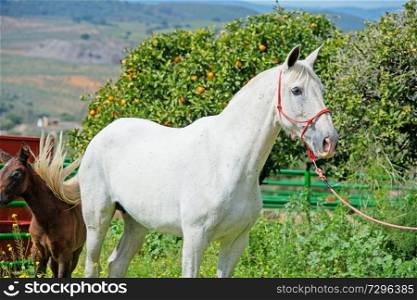 purebred spanish mare with her foal posing against tangerine tree