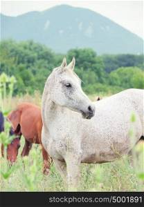 purebred speckle - gray arabian mare at the pasture. cloudy day