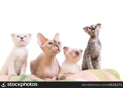 Purebred sphinx cat lying with kittens isolated on white background. Ukrainian levkoy breed