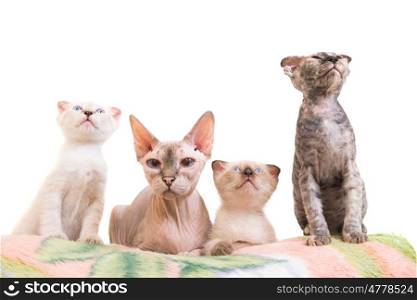 Purebred sphinx cat lying with kittens isolated on white background. Ukrainian levkoy breed
