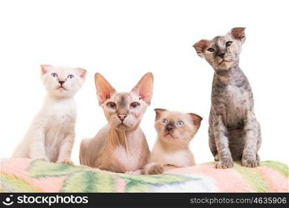 Purebred sphinx family- cat lying with kittens isolated on white background. Ukrainian levkoy breed