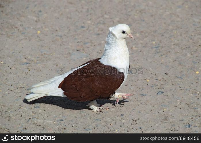 Purebred white-brown pigeon. Dove on asphalt pecks seeds.. Purebred white-brown pigeon
