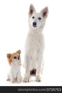 Purebred White Swiss Shepherd and chihuahua in front of white background