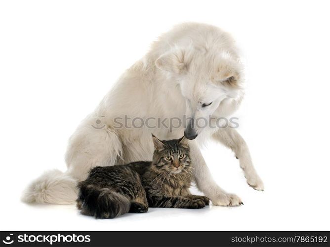 Purebred White Swiss Shepherd and maine coon cat in front of white background