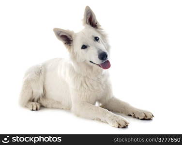 Purebred White Swiss Shepherd in front of white background