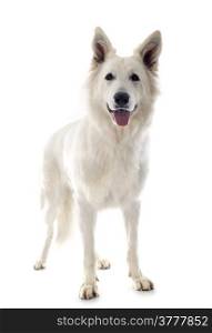 Purebred White Swiss Shepherd in front of white background