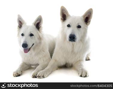 Purebred White Swiss Shepherds in front of white background