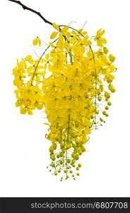 Purging Cassia or Ratchaphruek flowers ( Cassis fistula ) national flower of Thailand on white background