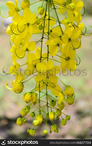 Purging Cassia or Ratchaphruek flowers ( Cassis fistula ) national flower of Thailand with bright yellow beauty