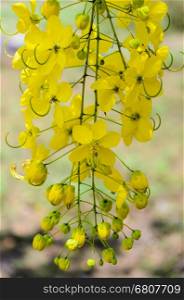 Purging Cassia or Ratchaphruek flowers ( Cassis fistula ) national flower of Thailand with bright yellow beauty