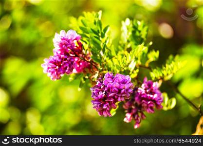 Purple acacia tree blooming. Background. Pink Robinia flowers close up. Violet pseudoacacia blossoms. Pink Robinia flowers close up. Purple acacia