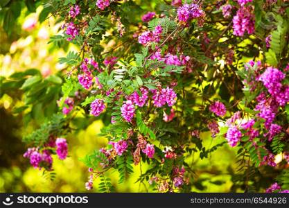 Purple acacia tree blooming background. Pink Robinia flowers close up. Violet pseudoacacia blossoms. Purple acacia tree blooming background. Pink Robinia flowers