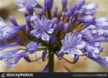 Purple Agapanthus flower in a garden during summer