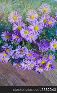 Purple alpine aster. Decorative garden plant with aster alpinus flowers. Bushes blooming asters