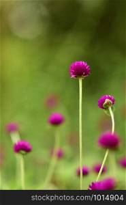 Purple amaranth flower green background