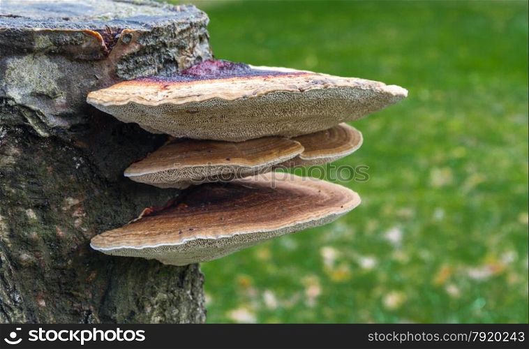 Purple and beige Bracket fungus growing out of tree stump, United Kingdom