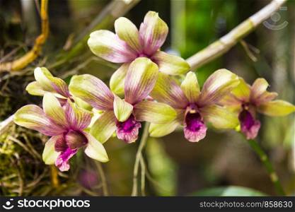 Purple and green orchid (Orchidaceae)