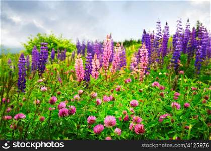 Purple and pink clover and garden lupin wildflowers in Newfoundland