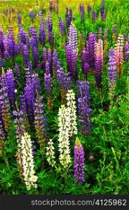 Purple and pink garden lupin wild flowers in Newfoundland