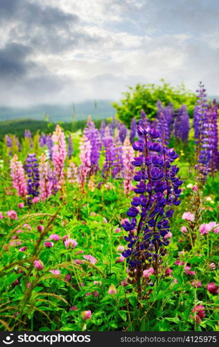 Purple and pink garden lupin wild flowers in Newfoundland