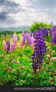 Purple and pink garden lupin wild flowers in Newfoundland