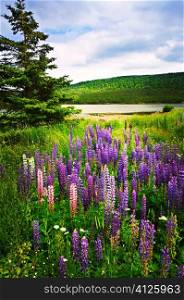 Purple and pink garden lupin wild flowers near lake in Newfoundland