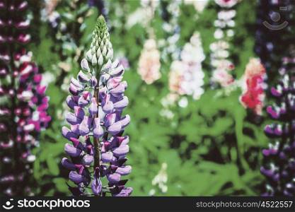 Purple And Pink Snapdragon Flowers In Spring