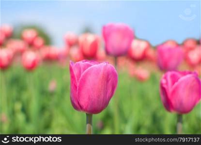 Purple and pink tulips in the garden