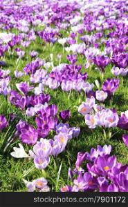 Purple and white crocuses on a field
