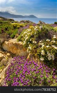 Purple and white flowers in the maquis at La Revellata near Calvi in Corsica