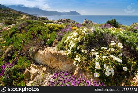 Purple and white flowers in the maquis at La Revellata near Calvi in Corsica
