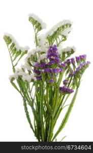 Purple and white statice flowers isolated on the white.