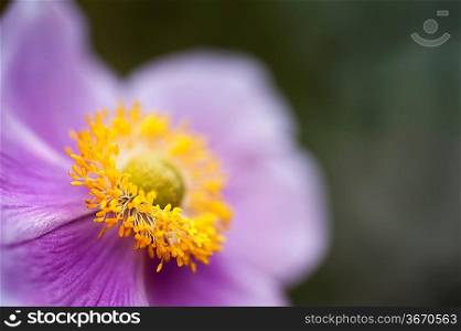 Purple and yellow wild flower with focus on pollen with shallow depth of field