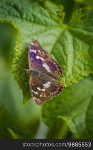 Purple Apatura iris butterfly perching on the green leaf.