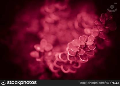 Purple background from the leaves of Japanese barberry ,barberry thunbergii, thunbergs barberry, red barberry. Trendy color of year 2023 - Viva Magenta.. Purple Japanese barberry